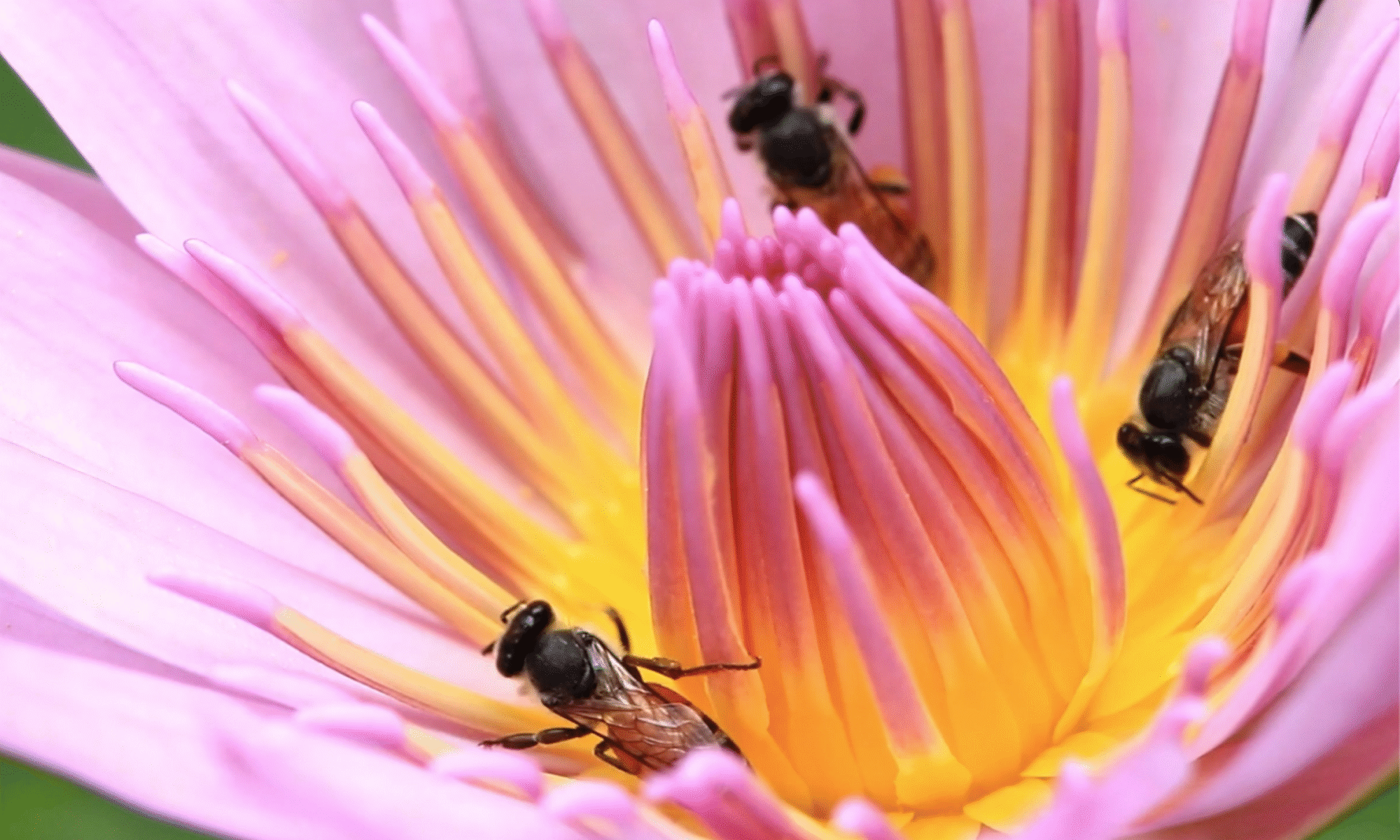 Honey Bee FUNdamentals for NewBees | All About: Honey Bees + Beekeeping + Careers & Business in Apiculture - BeeFUNdamentals.com