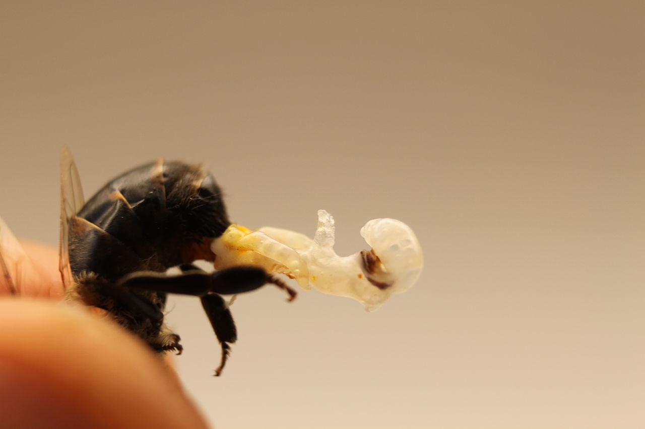 1280px-Drone_honey_bee_reproductive_organ