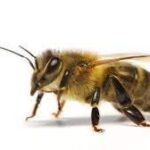 Honey Bees on Wikipedia