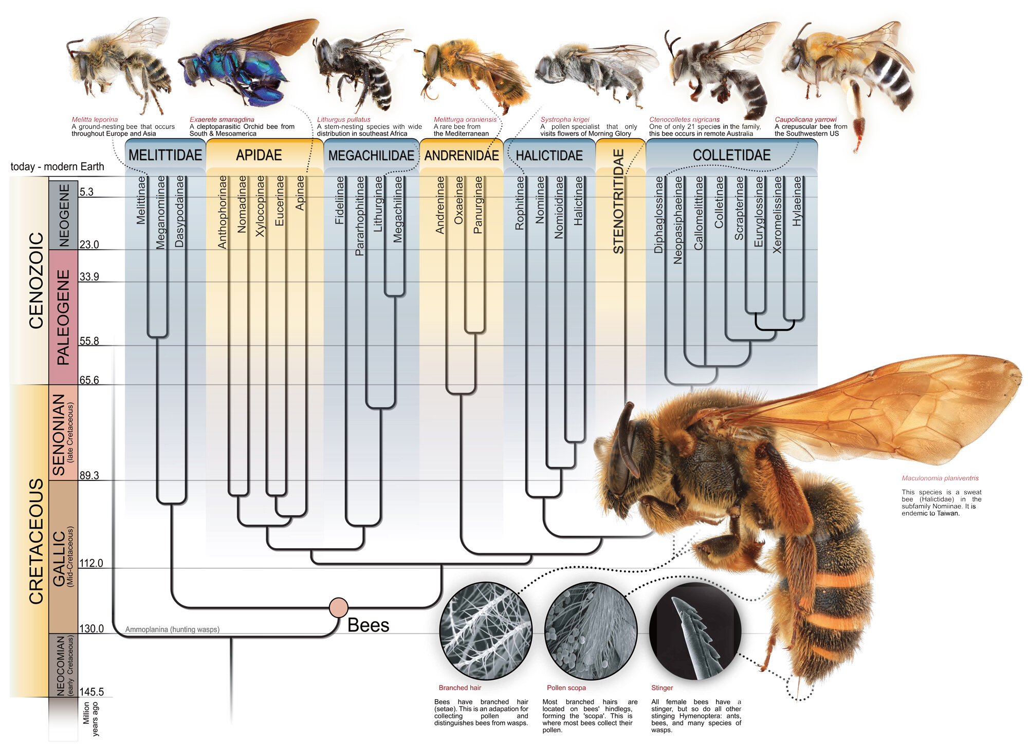 Bee-Phylogeny-fossil-evolution