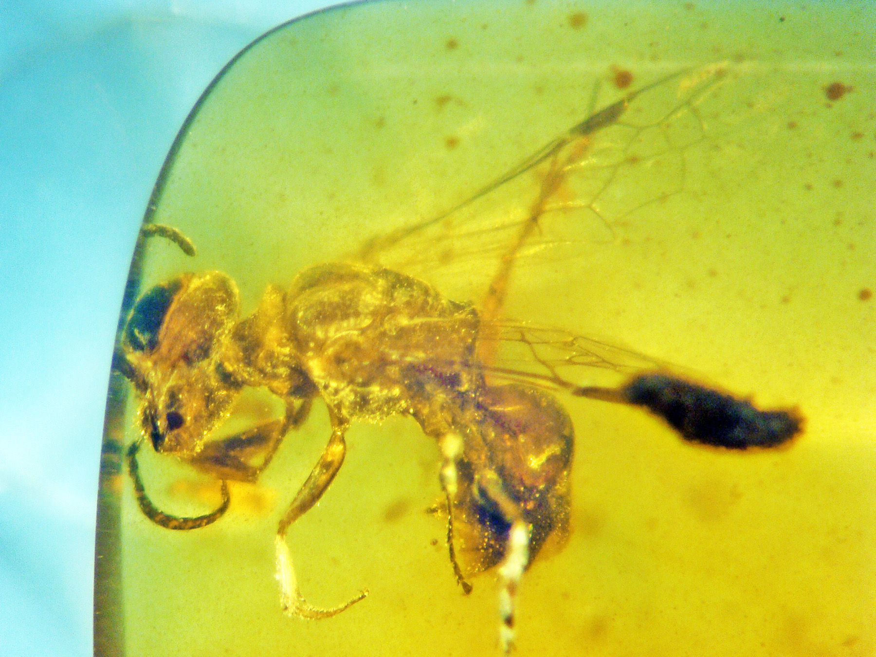 fossil-bee-in-amber