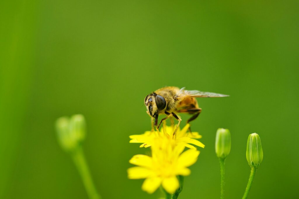 A bee sitting on a yellow flower in a field