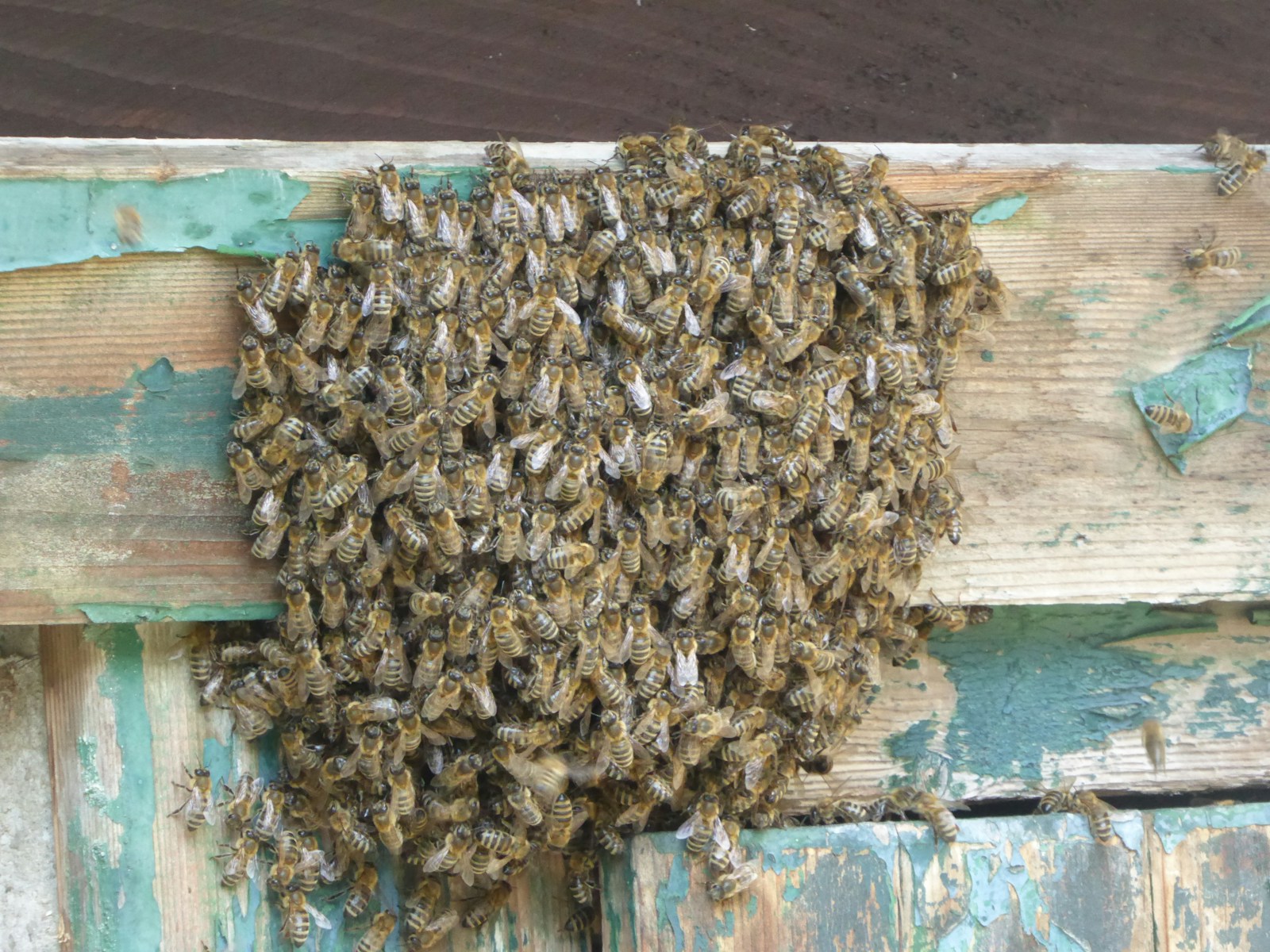 a large group of bees on a wood surface